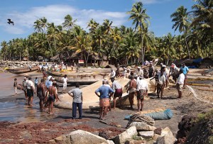 Varkala Fishermen Catch 2